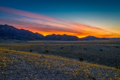 Superbloom Sunrise