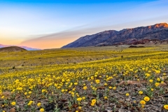 SUPER BLOOM