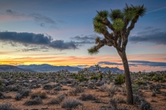 Joshua Tree