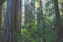 Enchanted Forest