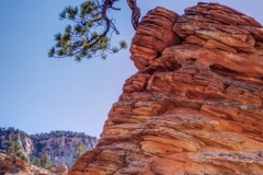 Zion Tree of Harmony